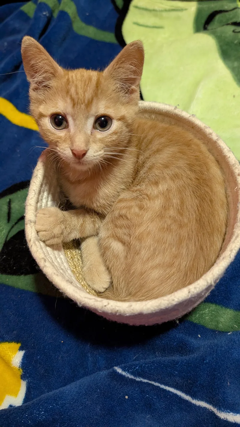 A baby small-sized male Domestic Short Hair cat named Cosmo for adoption in Bethel Park, PA