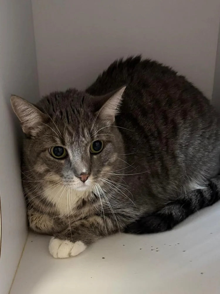 An adult medium-sized female Domestic Short Hair cat named Mavis for adoption in Bolivar, MO