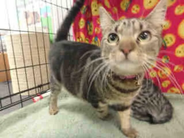 An adult small-sized female Domestic Short Hair cat named Bella for adoption in Van Nuys, CA