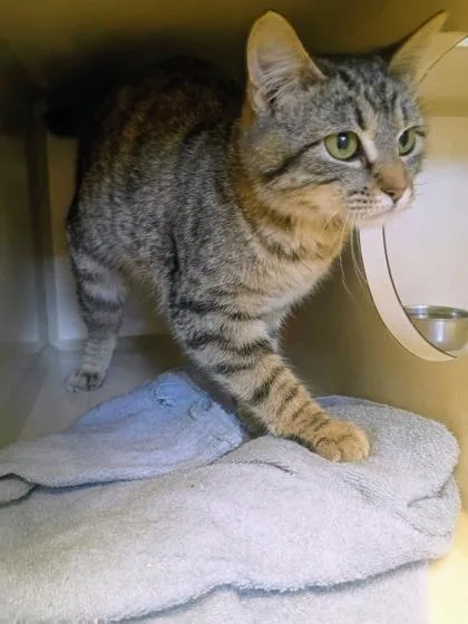A young small-sized female Domestic Short Hair cat named Spirit for adoption in Beatrice, NE