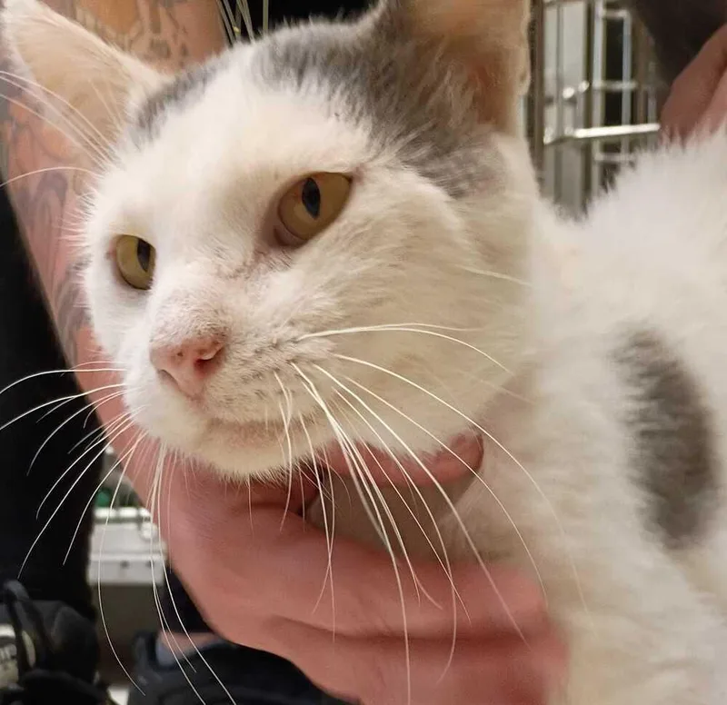 An adult large-sized male Domestic Short Hair cat named Lobster for adoption in Bowling Green, OH