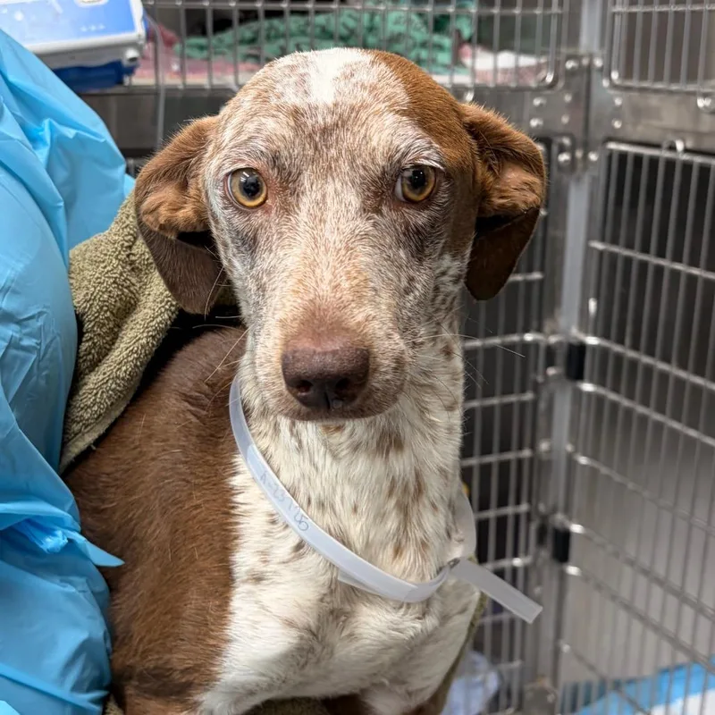 A young medium-sized female Brown / Chocolate Pointer dog named Muffy for adoption in Pasadena, CA