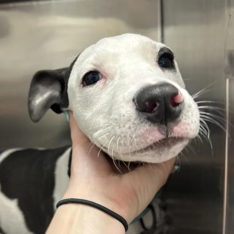 A baby medium-sized female White / Cream Mixed Breed dog named Twinkle for adoption in Decatur, GA
