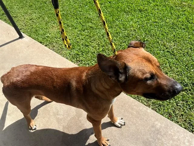 A young large-sized male Belgian Shepherd / Malinois dog named King for adoption in Garland, TX