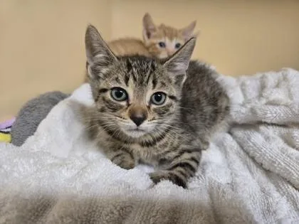 A baby small-sized male Domestic Short Hair cat named Nick for adoption in Clarks Summit, PA