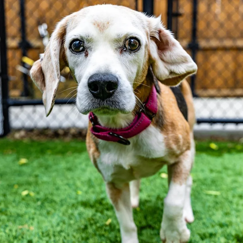 A senior small-sized female Brown / Chocolate Beagle dog named Roomba for adoption in Naperville, IL
