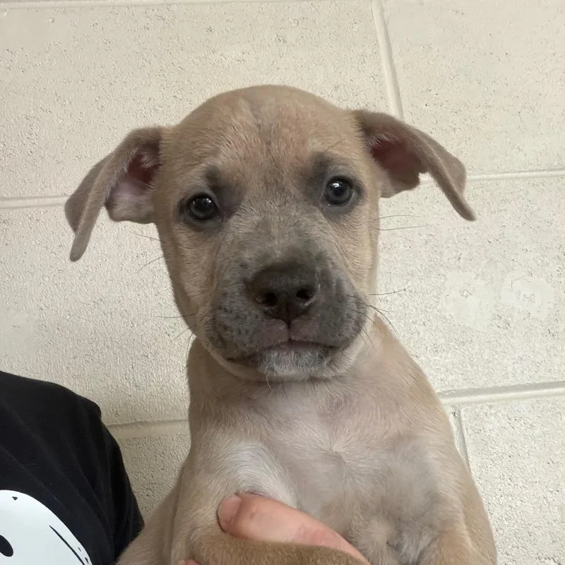 A baby medium-sized male Yellow / Tan / Blond / Fawn Mixed Breed dog named Tucker for adoption in DeKalb, IL
