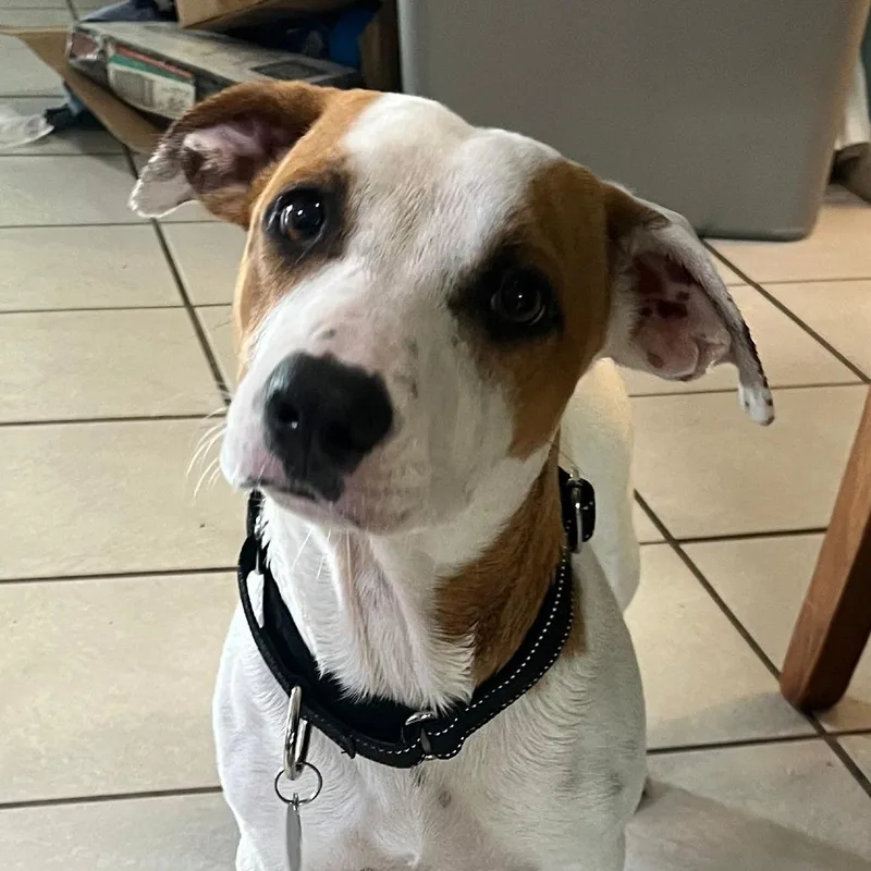 An adult medium-sized male White / Cream Dachshund dog named Pete for adoption in Merritt Island, FL