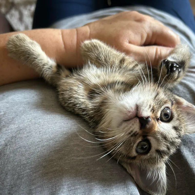 A baby small-sized female Brown / Chocolate Domestic Short Hair cat named MoMo for adoption in Escondido, CA