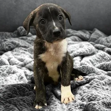 A baby large-sized male Labrador Retriever dog named Roller for adoption in Danbury, CT