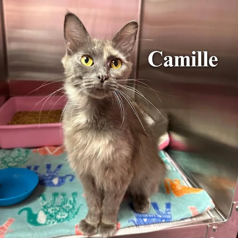 Camille