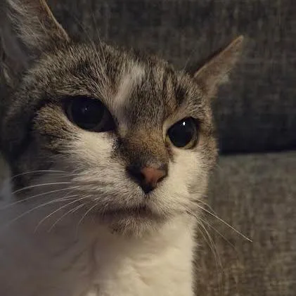 An adult medium-sized female White Domestic Short Hair cat named Precious for adoption in Brooksville, KY