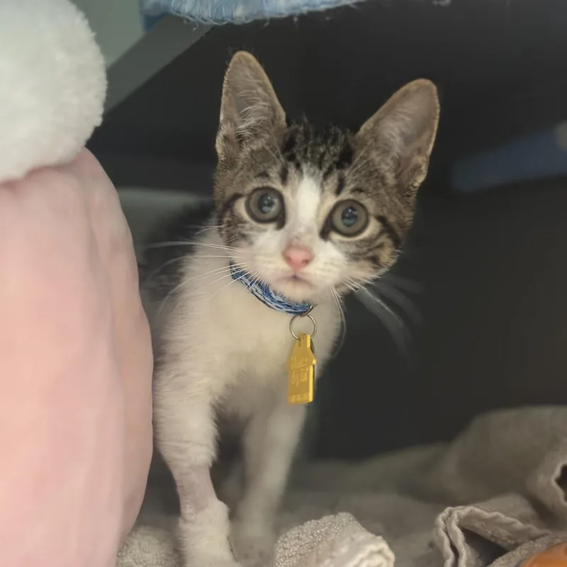 A baby small-sized male White Domestic Short Hair cat named NCI Pop for adoption in Port Washington, NY