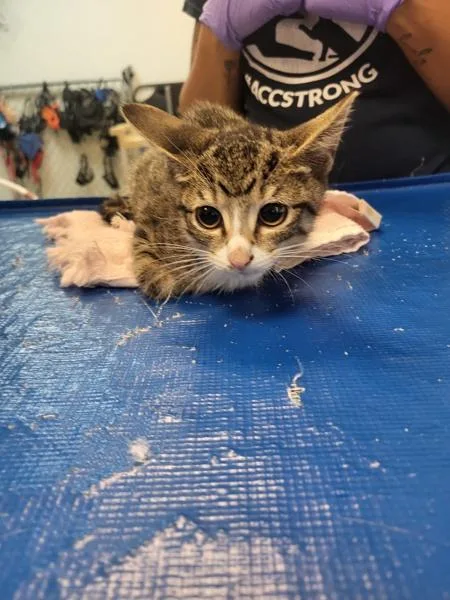 A baby small-sized female Domestic Short Hair cat named Clam for adoption in New York, NY