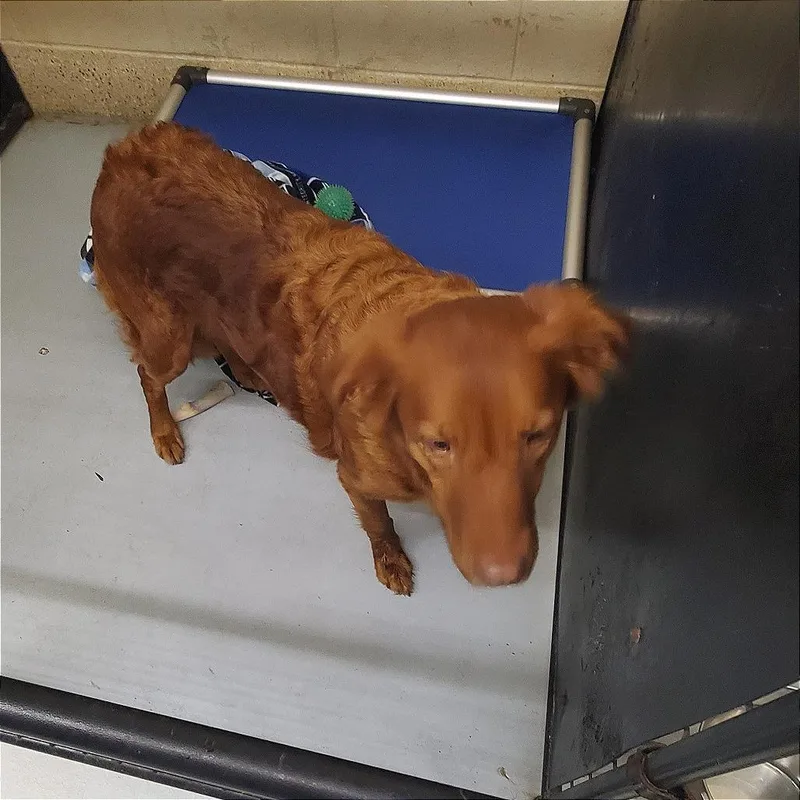 An adult large-sized female Red / Chestnut / Orange Mixed Breed dog named Celeste for adoption in Denison, TX