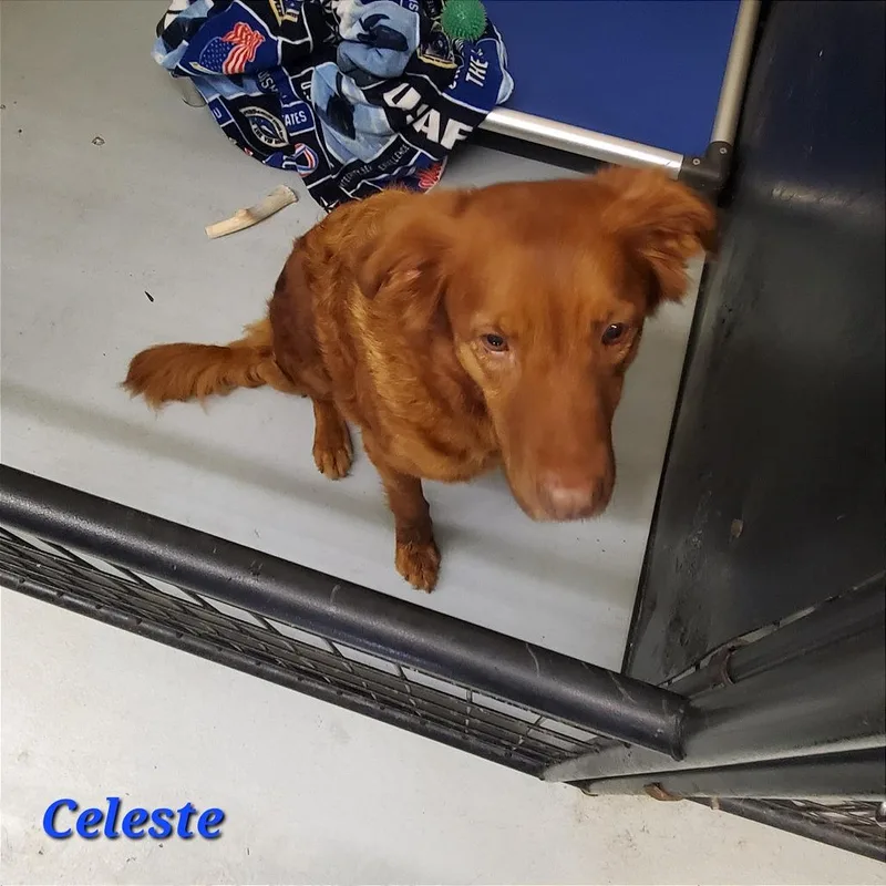 Celeste thumbnail 2