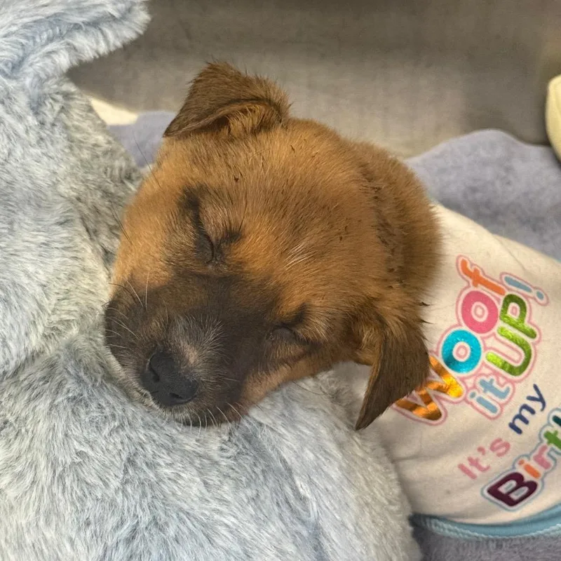 A baby medium-sized male Brown / Chocolate Mixed Breed dog named Jim for adoption in Austin, TX