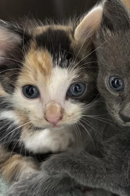 A baby small-sized female Domestic Short Hair cat named 1605-26 for adoption in Cumming, GA