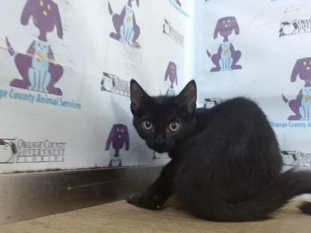 A baby small-sized female Domestic Short Hair cat named Frosted for adoption in Orlando, FL