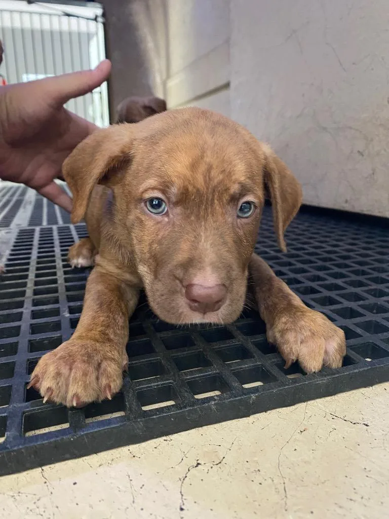 A baby small-sized male Mixed Breed dog named Jerome for adoption in Cartersville , GA