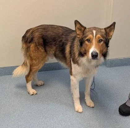 An adult medium-sized male Collie dog named Hamilton for adoption in Taylorsville, NC