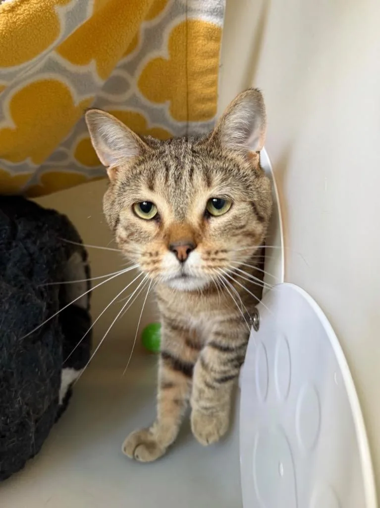 A young small-sized male Domestic Short Hair cat named Alejandro for adoption in Menomonie, WI