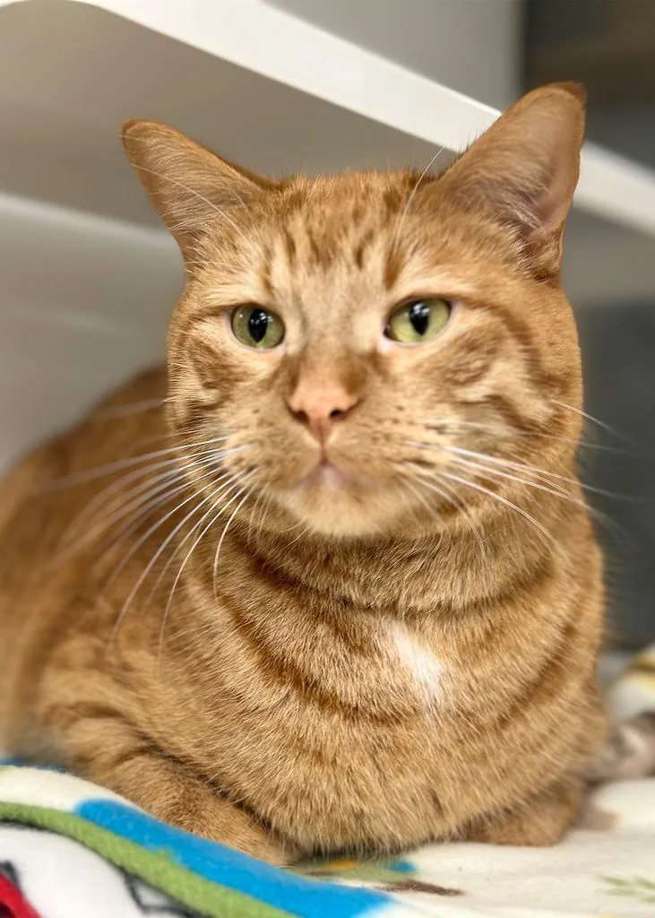 An adult extra large-sized male Domestic Short Hair cat named Milo for adoption in Saint Paul, MN