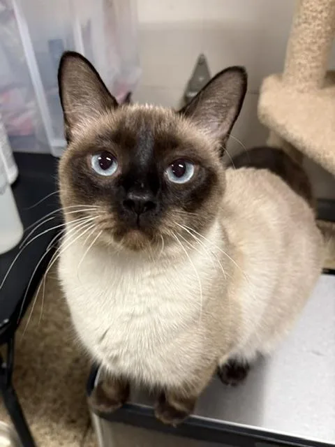 A young medium-sized female Siamese cat named NC CP Bella for adoption in Hazlet, NJ