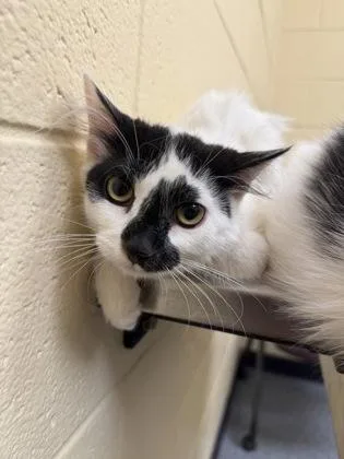 A young medium-sized female Domestic Short Hair cat named Lenora for adoption in Westland, MI