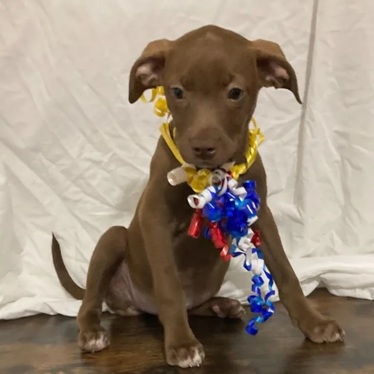 A baby medium-sized female Chocolate Labrador Retriever dog named Cassie for adoption in Pensacola, FL