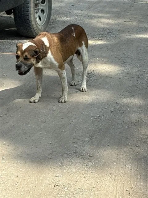 An adult large-sized male Pit Bull Terrier dog named Dragon for adoption in Tulsa, OK