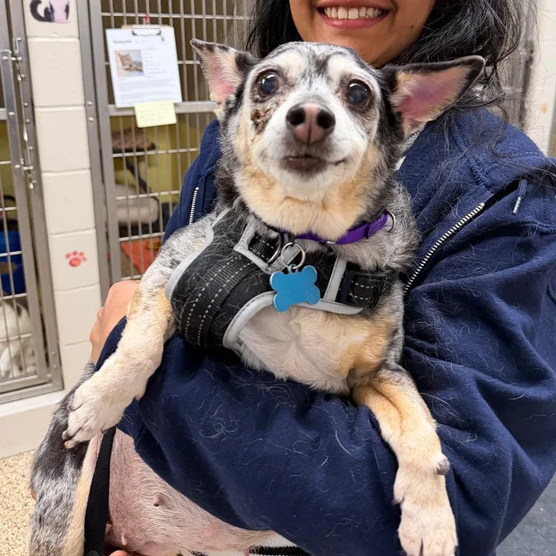 Miss Daisy thumbnail 4