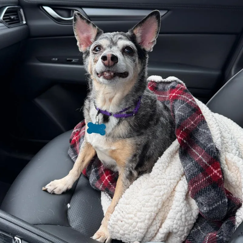 Miss Daisy thumbnail 5