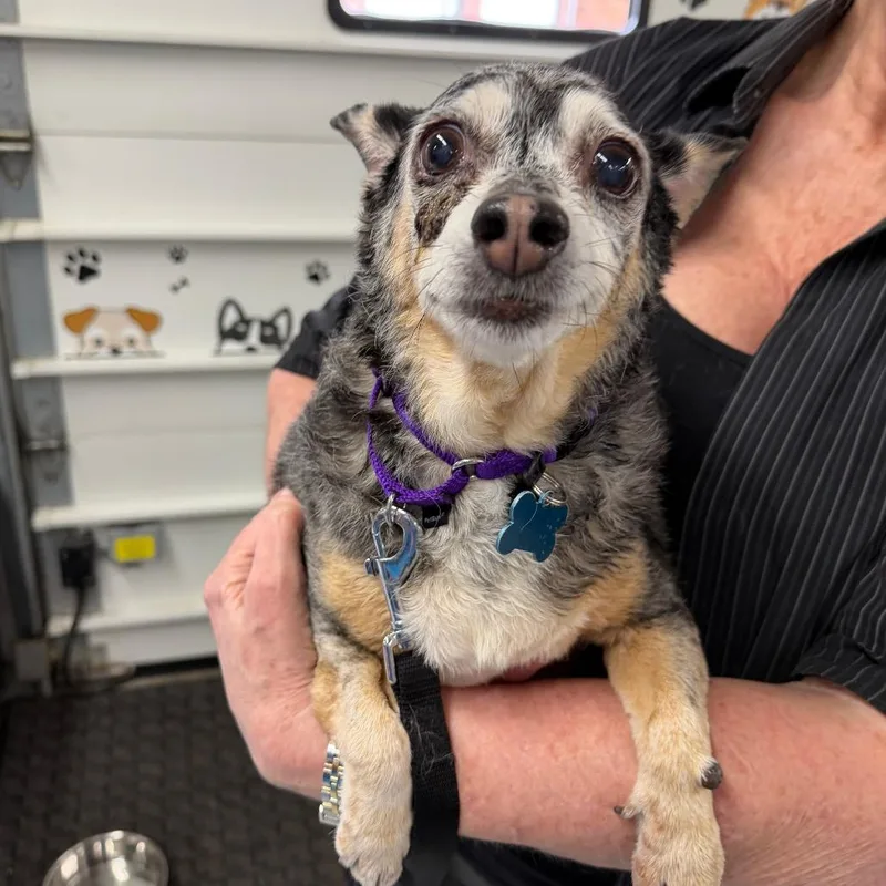 Miss Daisy thumbnail 6