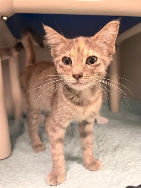 A baby medium-sized female Domestic Short Hair cat named Cristina for adoption in Dallas, TX