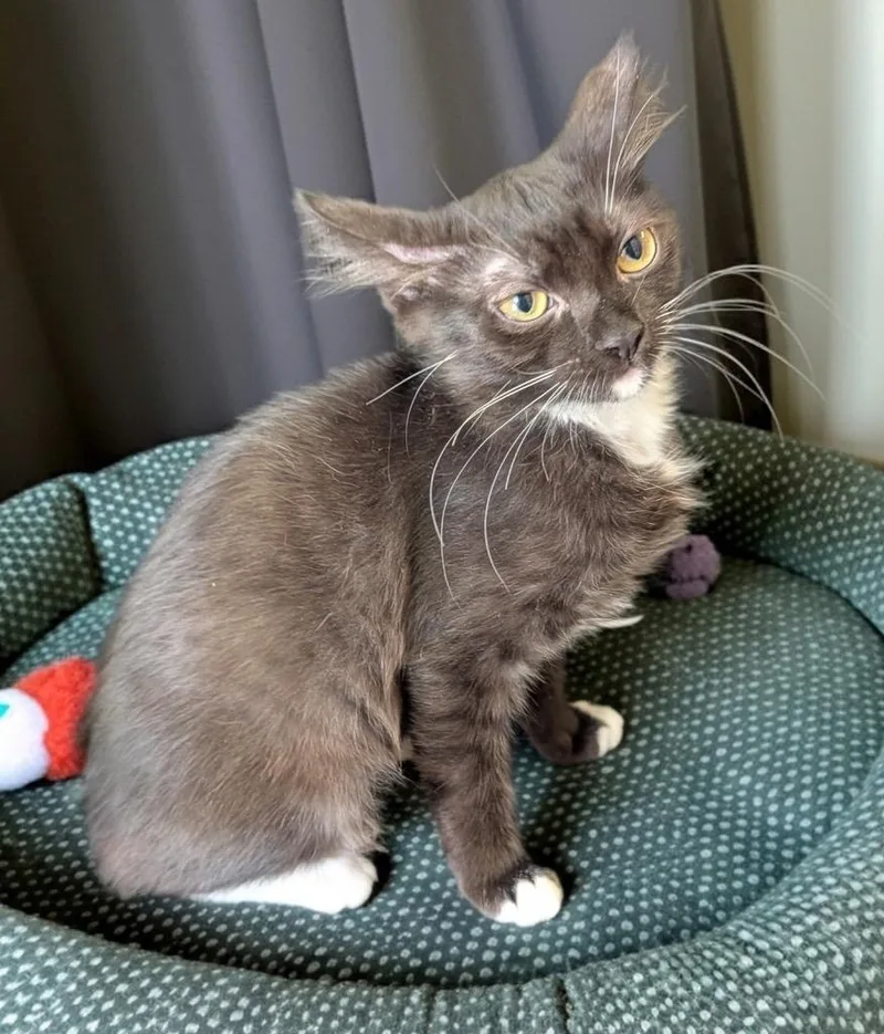 A baby small-sized female Abyssinian cat named Vienna for adoption in Fort Myers, FL