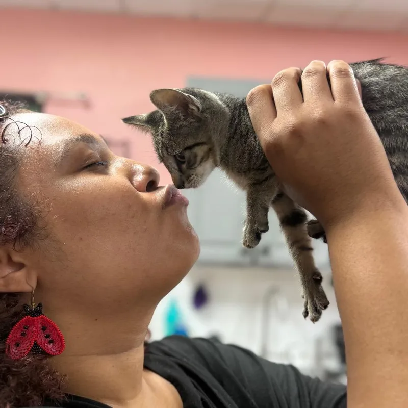 A baby small-sized female Brown / Chocolate Domestic Short Hair cat named Squinkie for adoption in Lauderhill, FL