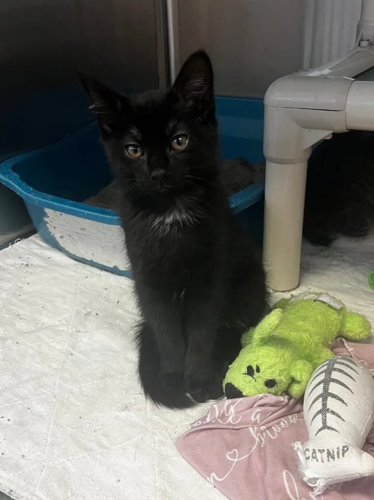 A baby medium-sized female Domestic Short Hair cat named Baby for adoption in Sunrise Beach, MO