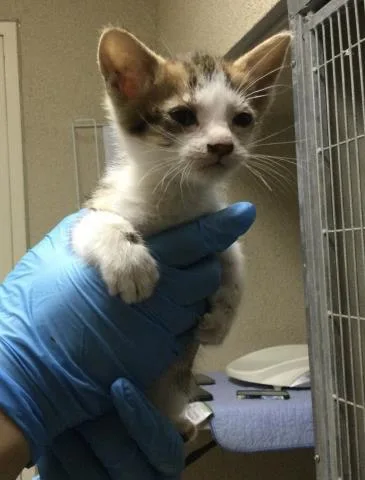 A baby small-sized male Domestic Short Hair cat named Jane for adoption in Riverside, CA