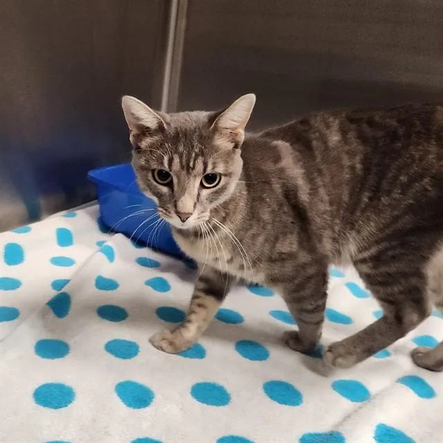 A young medium-sized male Domestic Medium Hair cat named Cortado for adoption in Huntsville, AL