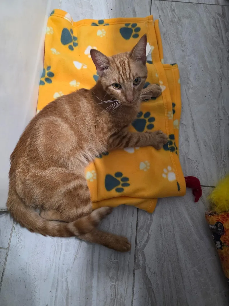 A young medium-sized male Orange / Red American Shorthair cat named Twiggy Smalls for adoption in Philadelphia, PA