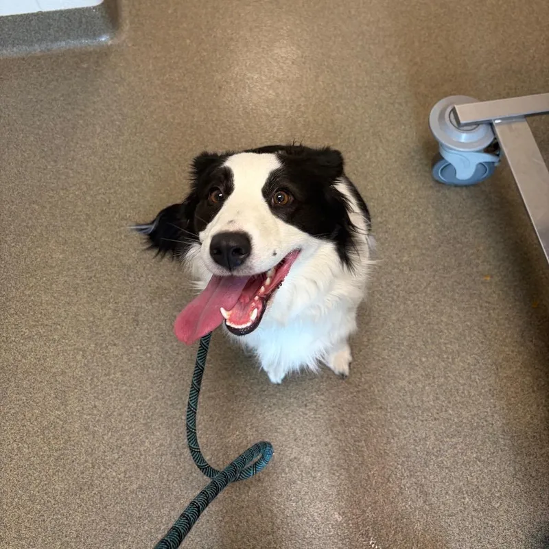An adult medium-sized female Australian Shepherd dog named Libby for adoption in Council Bluffs, IA