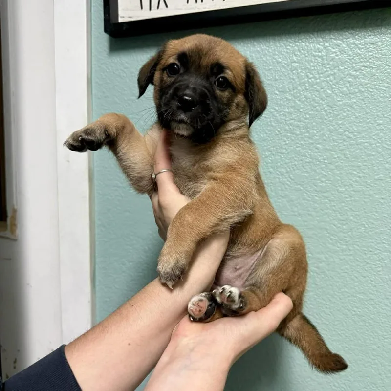 A baby medium-sized female Brown / Chocolate Mixed Breed dog named Fava for adoption in Bend, OR