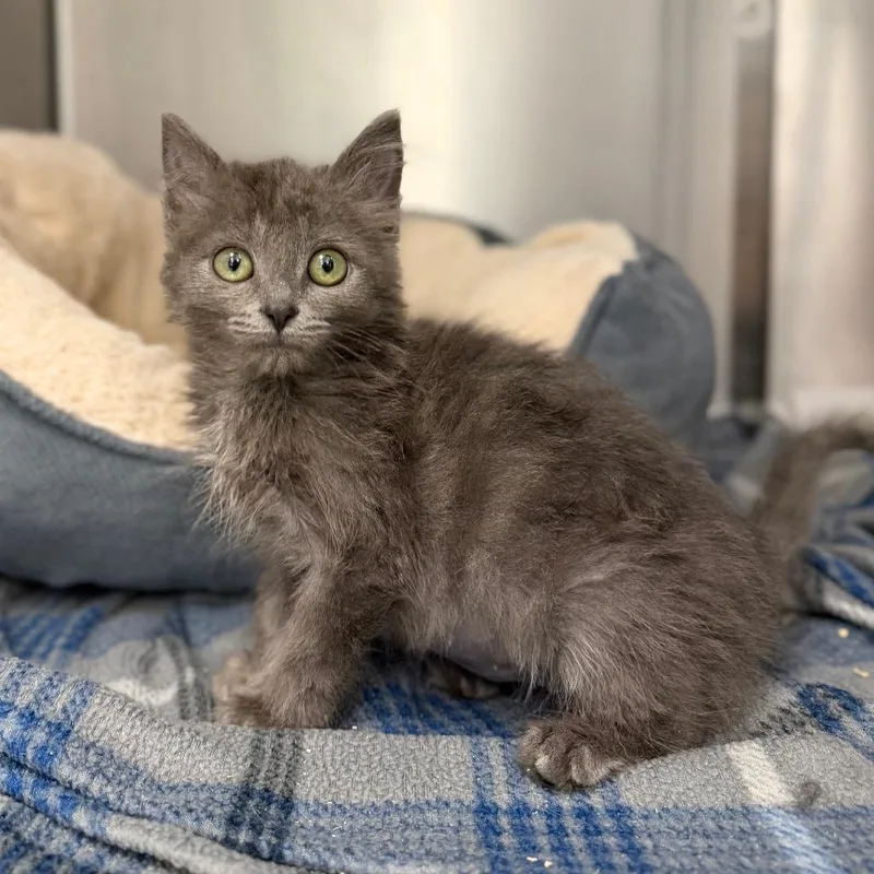 A baby small-sized female Gray / Blue / Silver Domestic Long Hair cat named Daphne for adoption in Marshall, VA