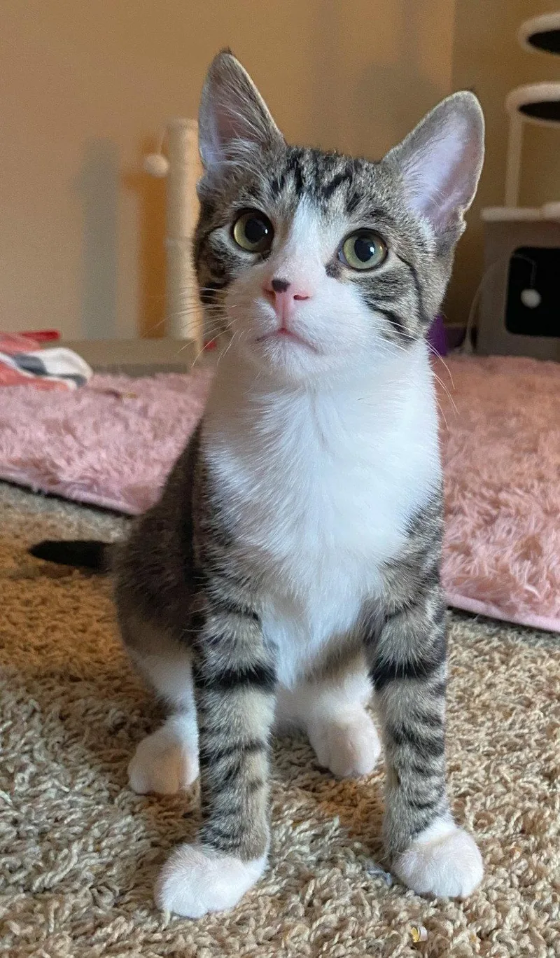 A baby medium-sized male Domestic Short Hair cat named Marvin for adoption in Shawnee, KS