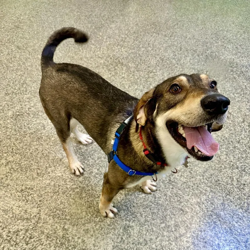 An adult large-sized male Black Shepherd dog named Bear Chase for adoption in Falls Church, VA