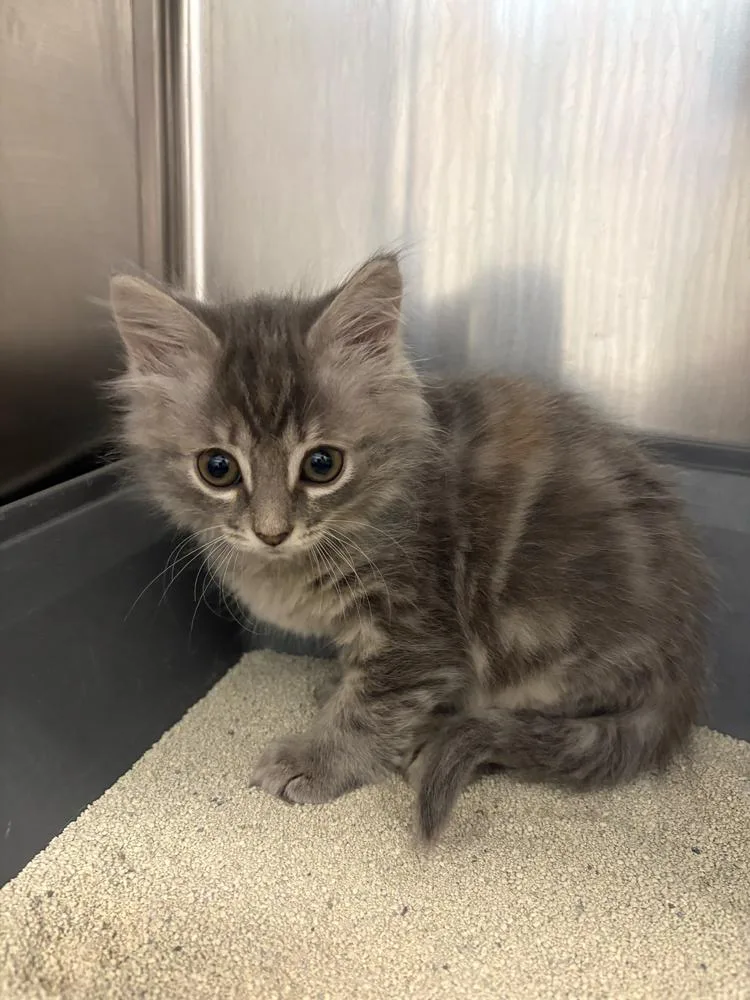A baby small-sized female Gray & White Domestic Long Hair cat named Barbie for adoption in Bowling Green, OH