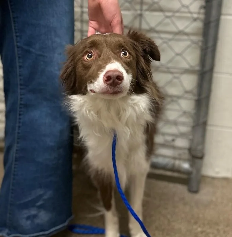 An adult medium-sized female Red / Chestnut / Orange Border Collie dog named Victory for adoption in Fruit Heights, UT