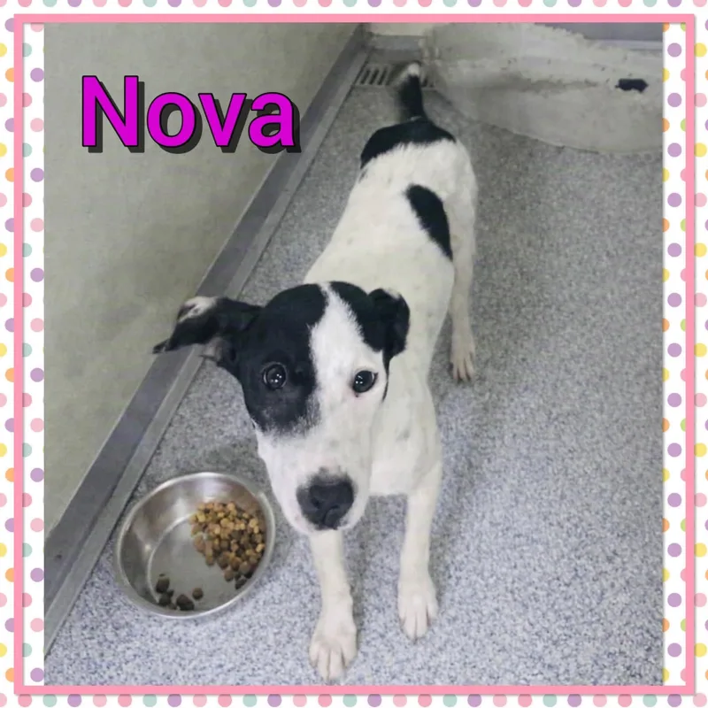 An adult medium-sized female Terrier dog named Nova for adoption in Bolivar, TN