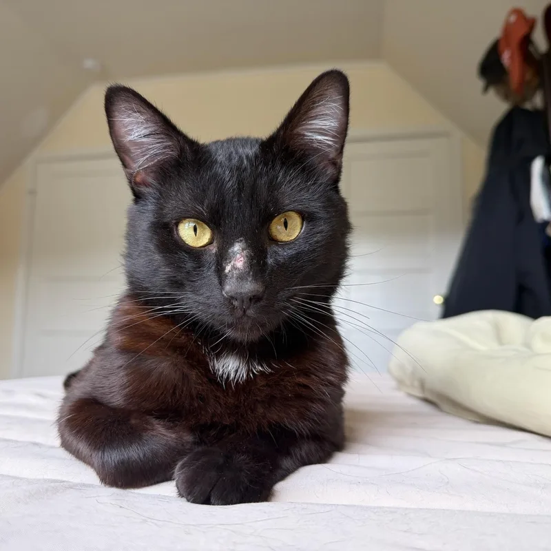 A young medium-sized male Black Domestic Short Hair cat named Woody for adoption in Los Altos Hills, CA